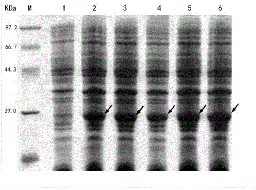 Recombinant protein PACAP38-NtA, and coding gene and application thereof