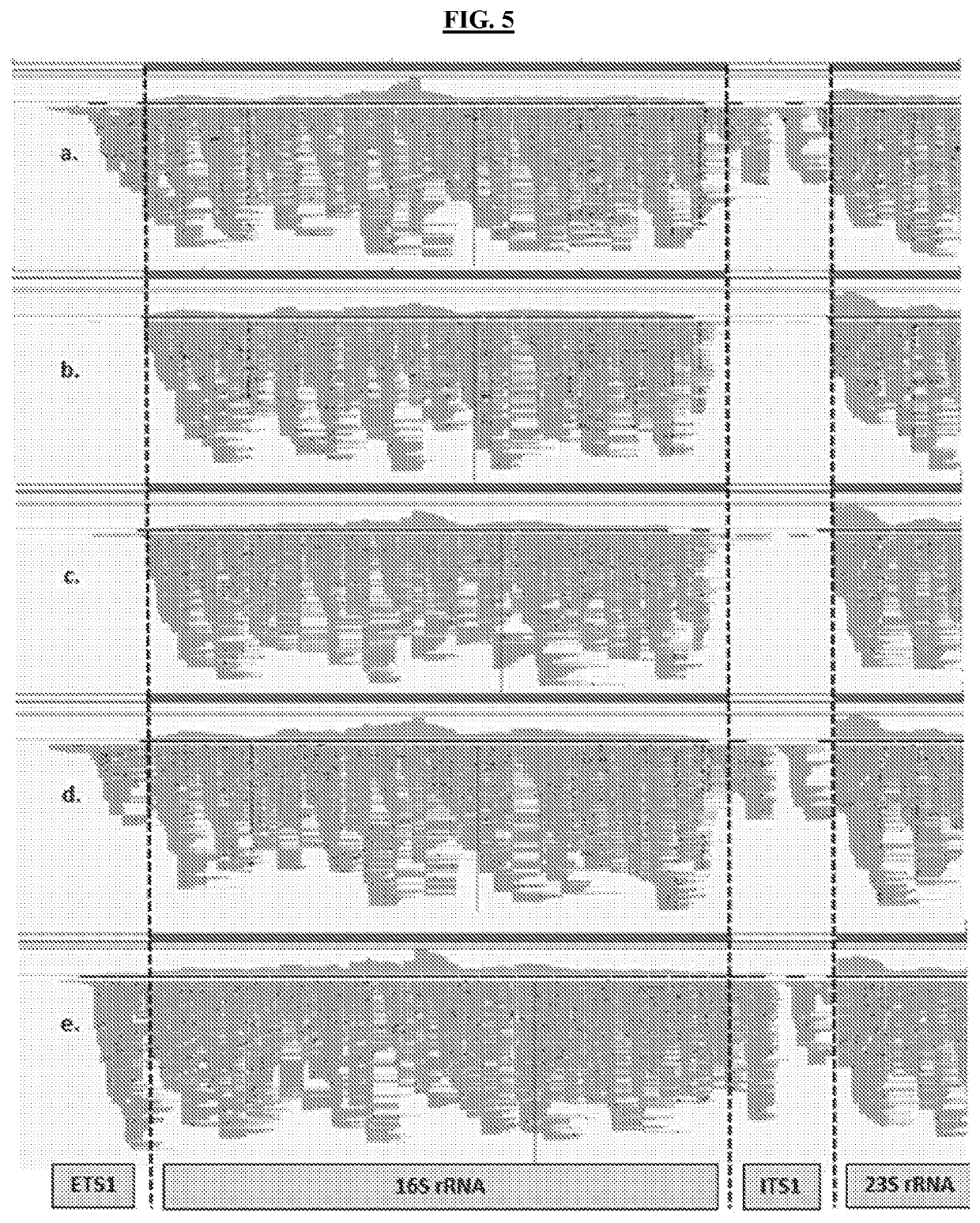 Methods of Evaluating Treatment Efficacy and/or Treatment Duration in Mycobacterial Diseases