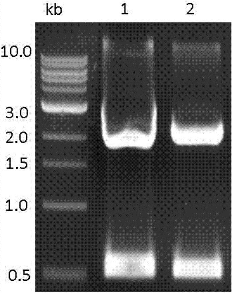 Application of lettuce used as host to expressing growth factors