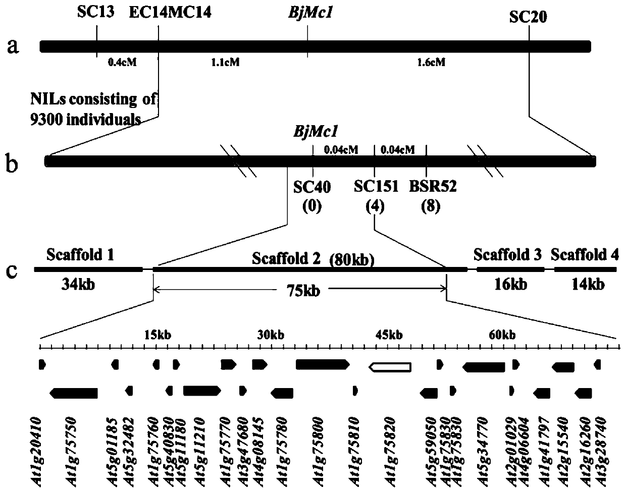 Two-chamber gene bjmc1 and three-chamber gene bjmc1 related to the multi-chamber trait of Brassica napus and its application