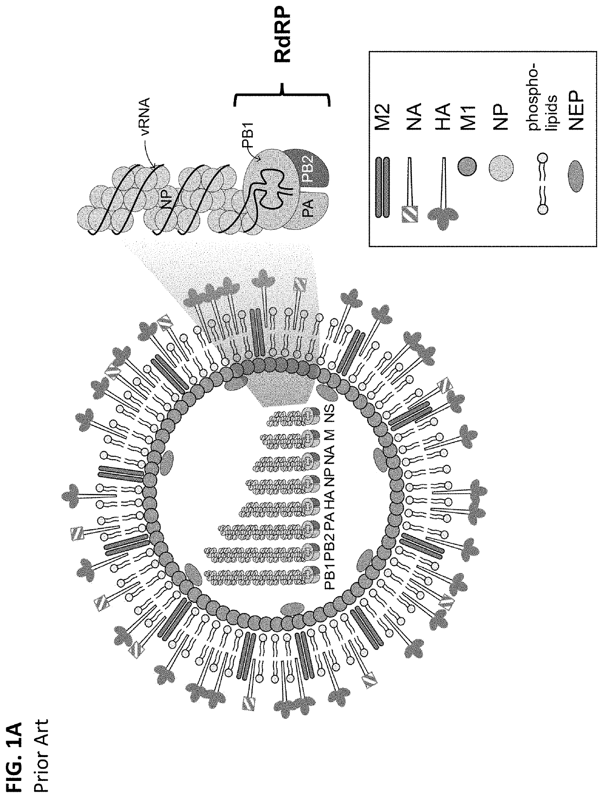 Systems, methods, and cell lines for generating influenza virus or influenza virus proteins