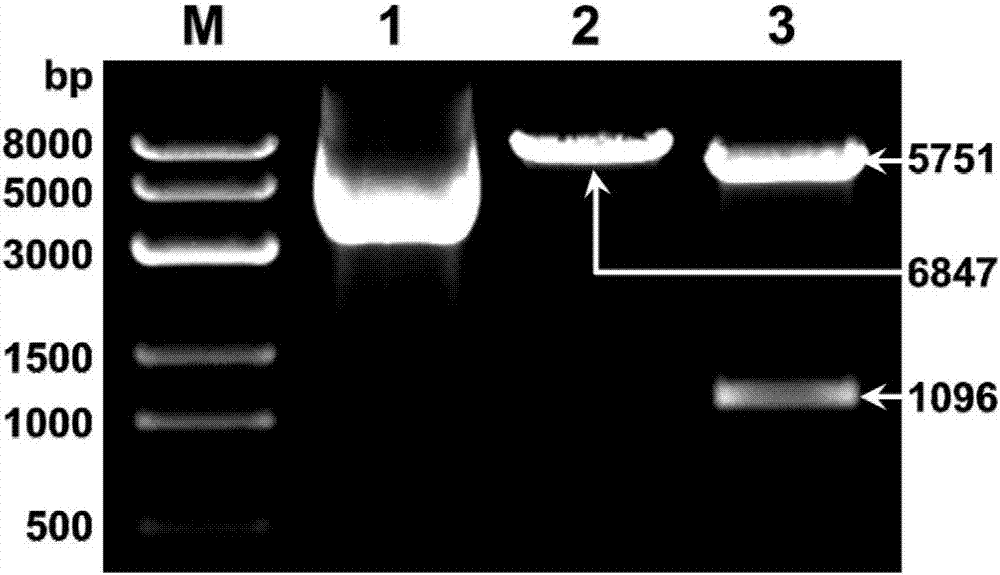 Antibacterial peptide PR39 and PG1 co-expression vector and method for preparing PR39 and PG1 transgenic mice