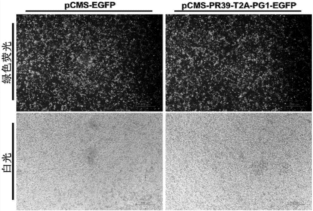 Antibacterial peptide PR39 and PG1 co-expression vector and method for preparing PR39 and PG1 transgenic mice