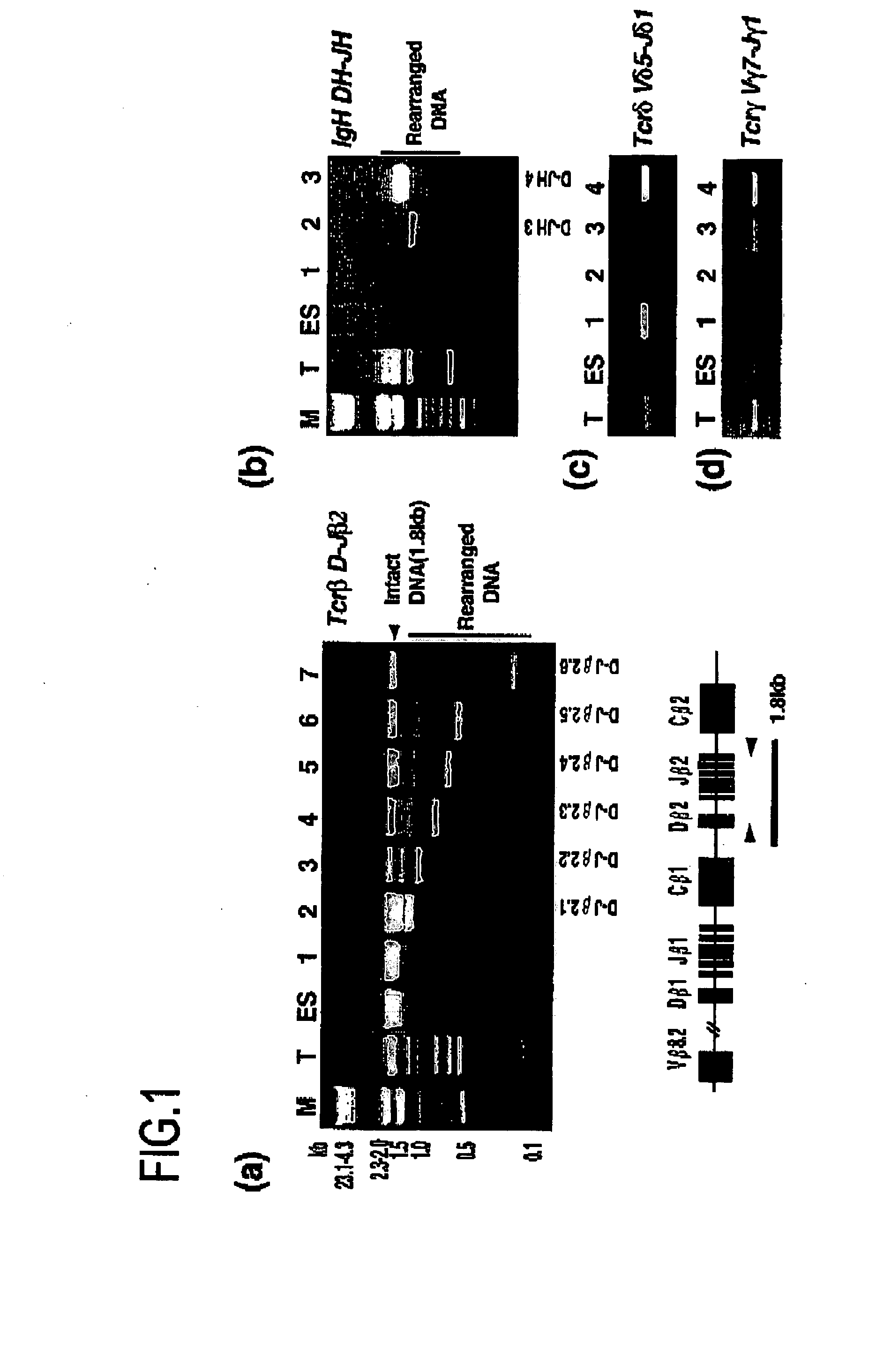 Tailor-made multifunctional stem cells and utilization thereof