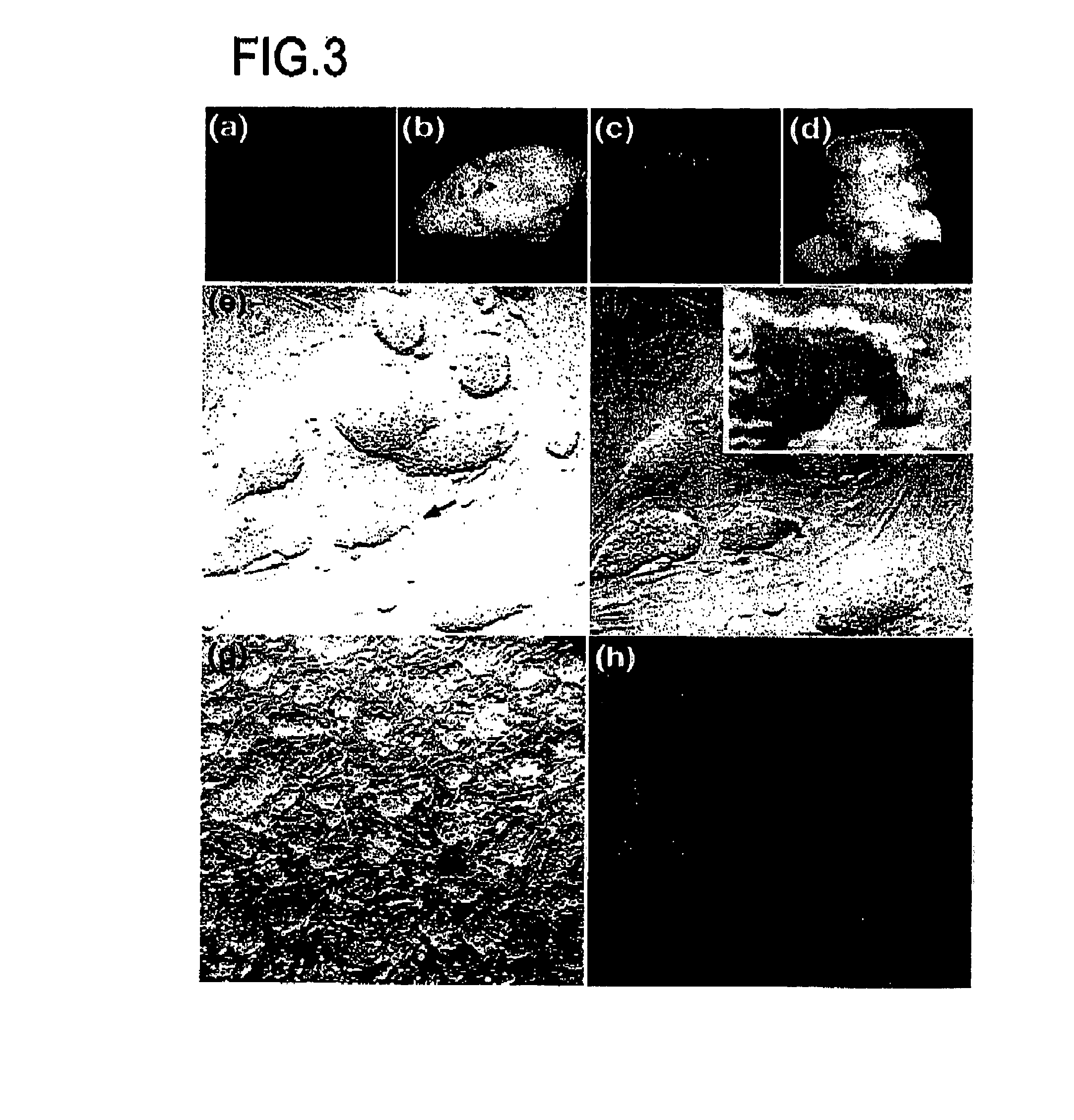 Tailor-made multifunctional stem cells and utilization thereof
