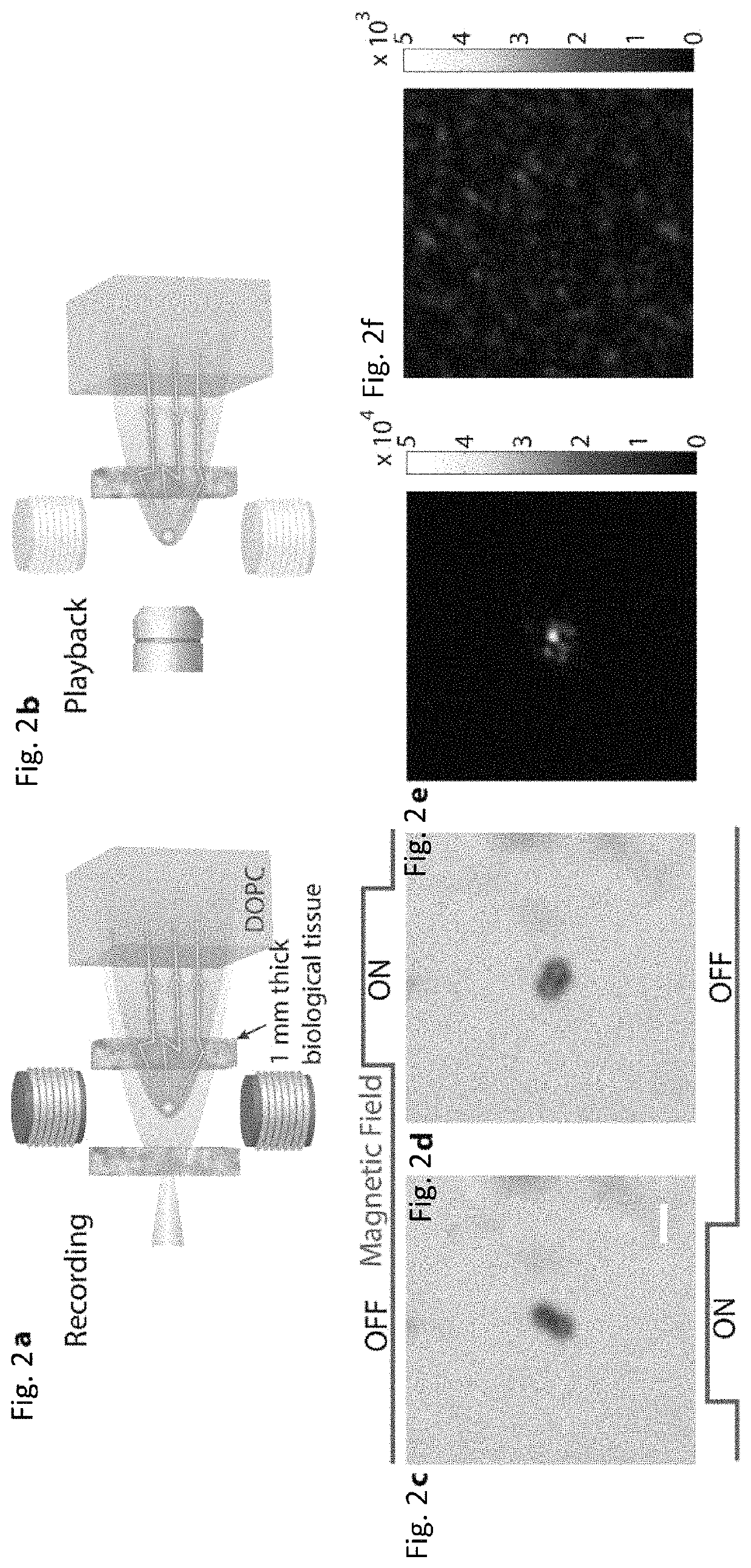 Focusing light inside scattering media with magnetic particle guided wavefront shaping