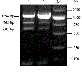 Xylanase intestinal directional expression vector and cell line thereof