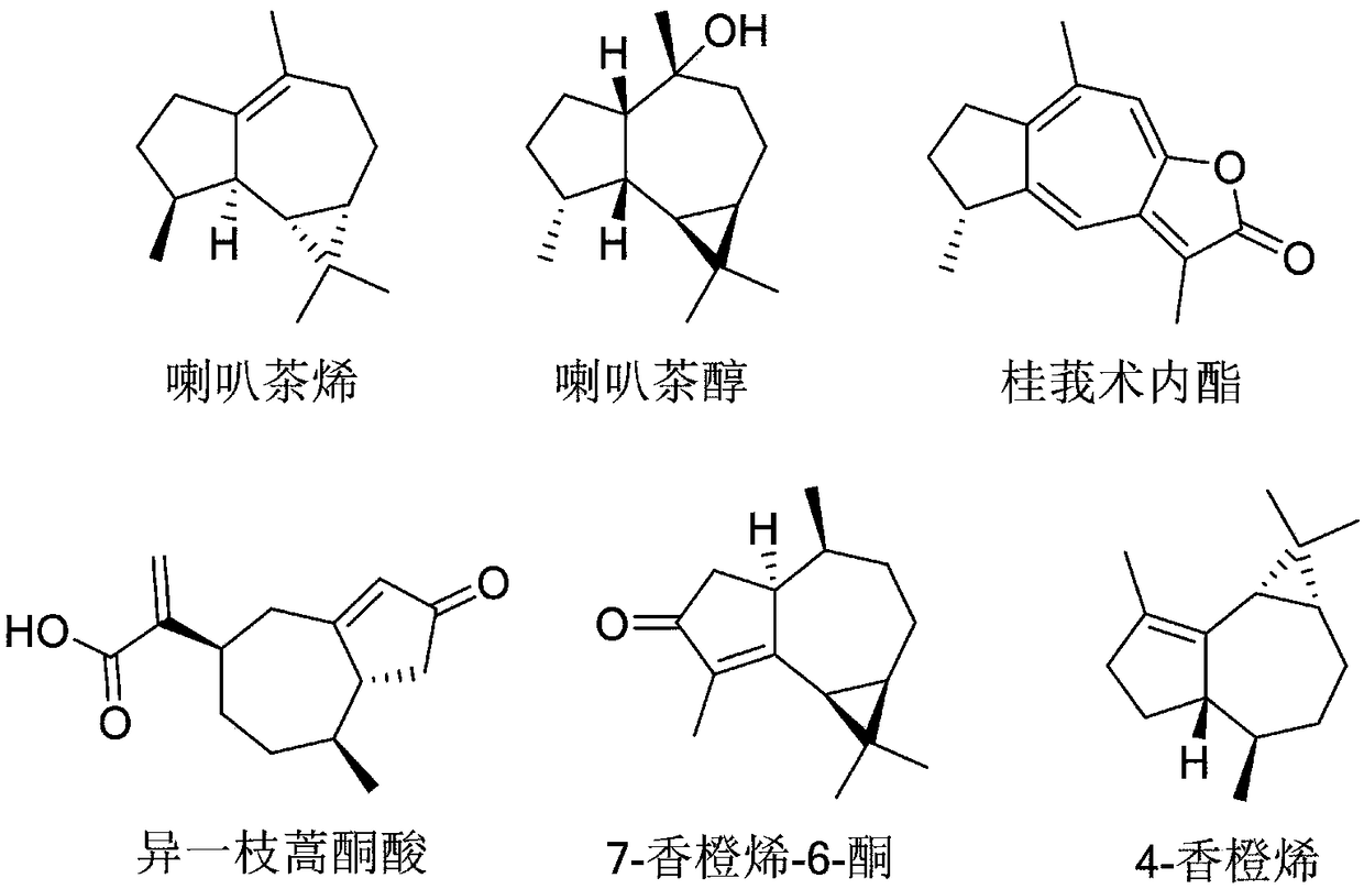 Medical application of 7-aromadendrene-6-ketone or 4-aromadendrene in field of gynaecology
