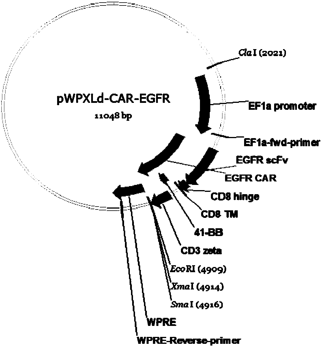 PD1-knockout chimeric antigen receptor T cell targeting EGFR, preparation method and application thereof