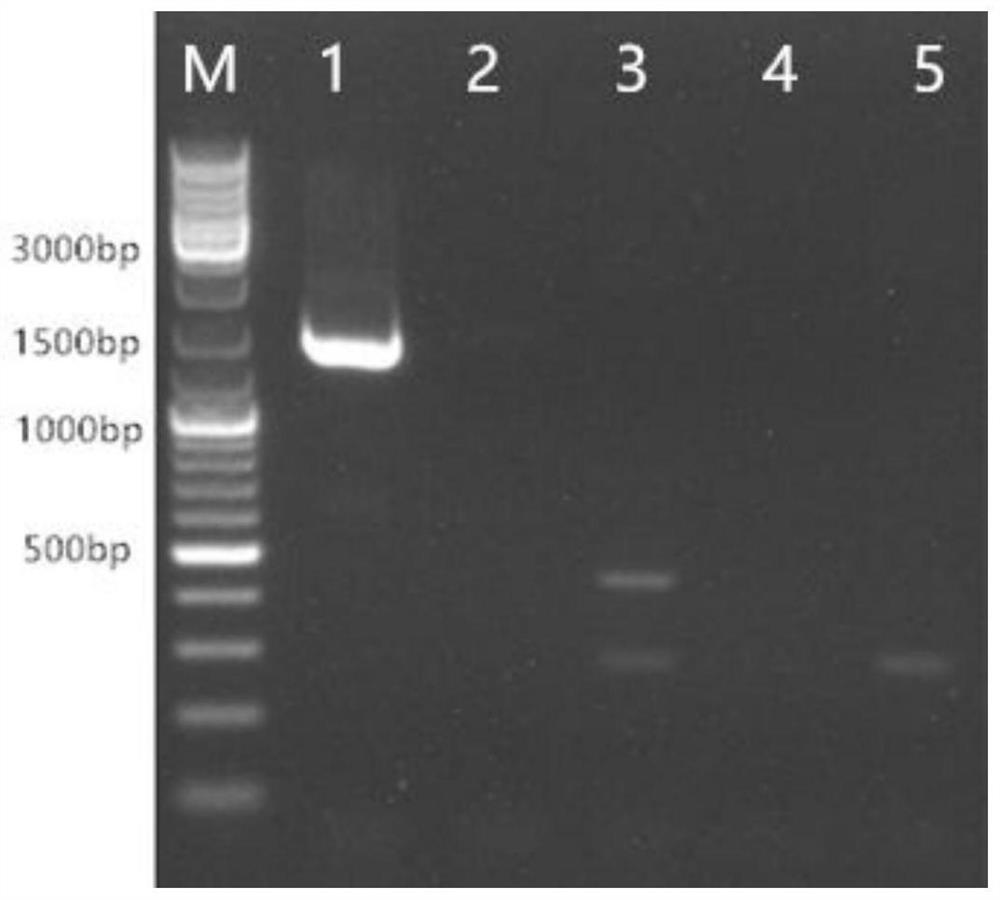 Molecular marker for identifying white Pleurotus pulmonarius strain Qian side 02 and specific primer pair
