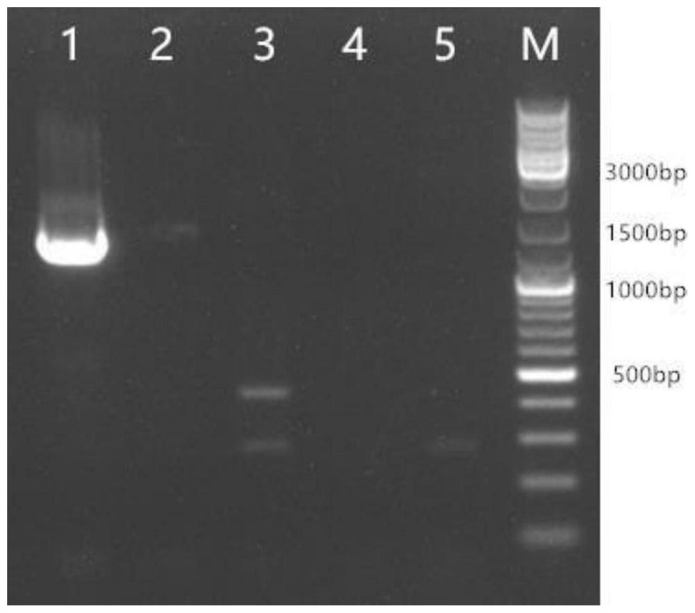 Molecular marker for identifying white Pleurotus pulmonarius strain Qian side 02 and specific primer pair