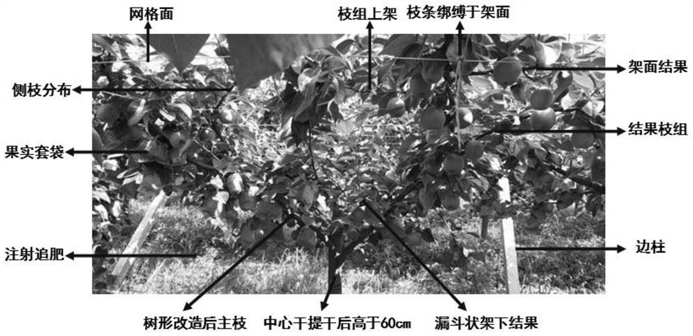 Methods and application of improving fruit setting rate, fruit quality and field yield of Eli No. 2