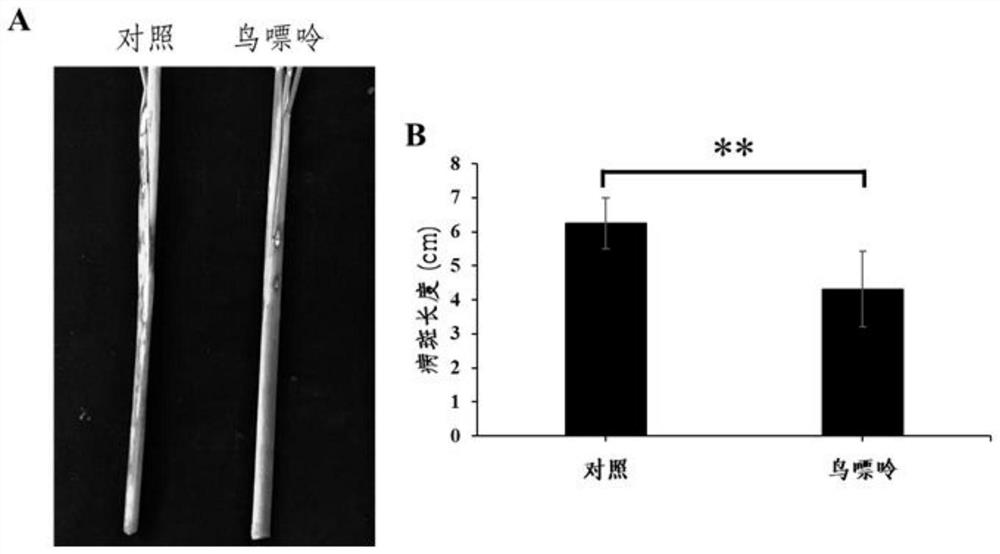 A purine base plant immune inducer and its application