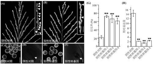 Method for promoting fertility of distant hybridization generation of paddy and applied protein