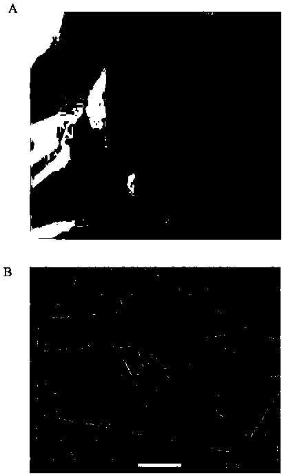 Preparation method of nerve conduit material based on polyhydroxyalkanoate/sodium alginate electrospun nanofiber