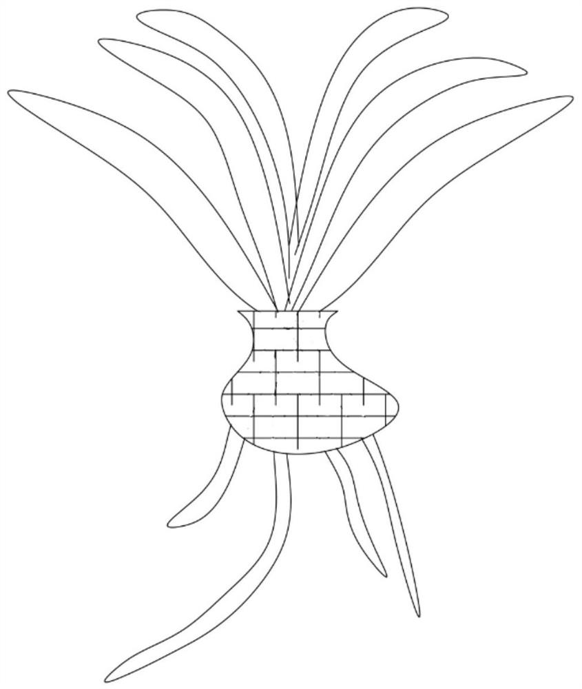 Planting plate and planting method for large-scale planting of phalaenopsis in greenhouse