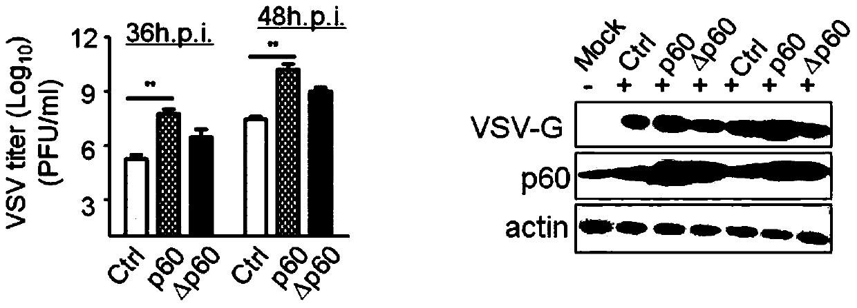 Fusion protein 210 and its use in optimizing viral replication