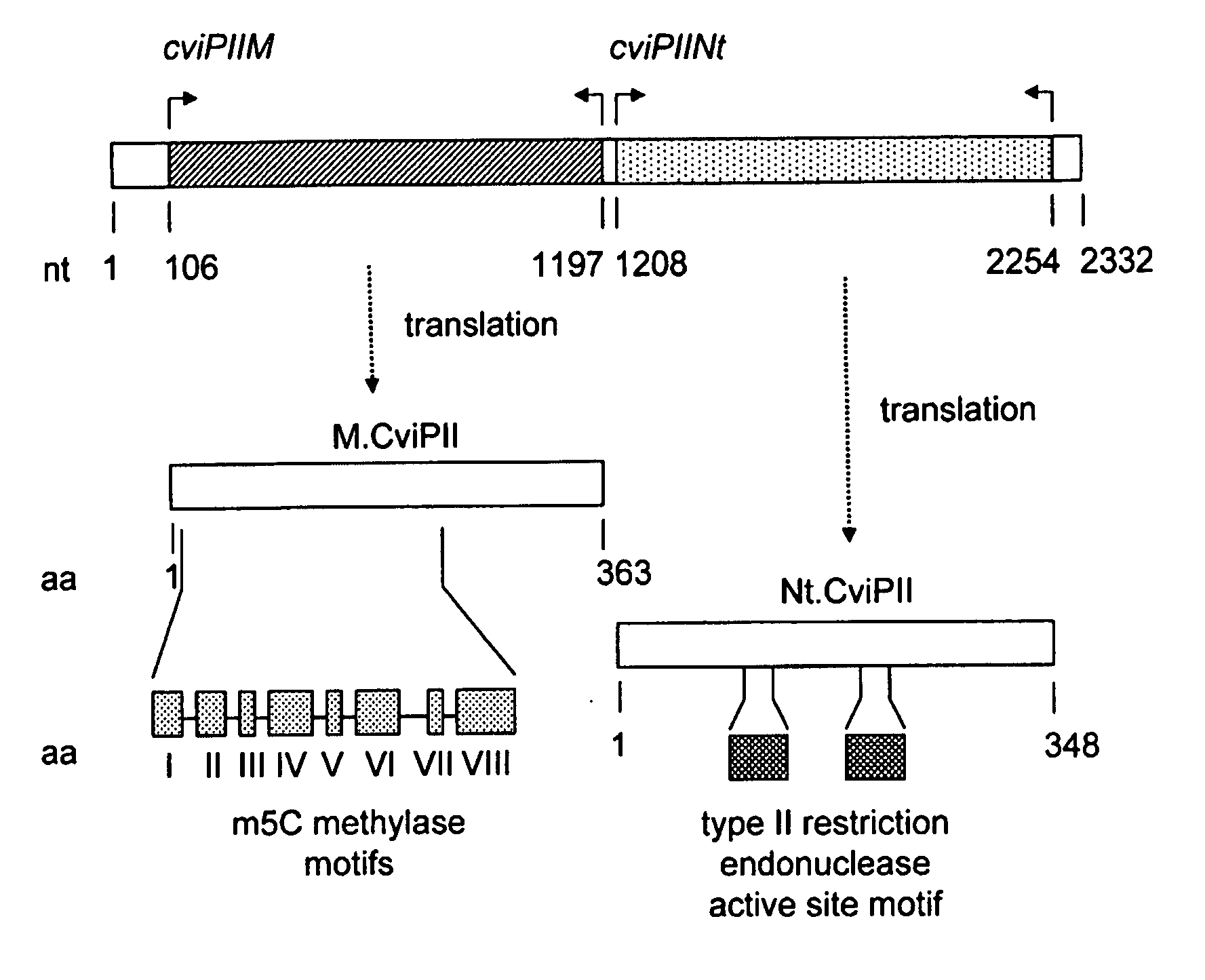 Recombinant Dna Nicking Endonuclease and Uses Thereof