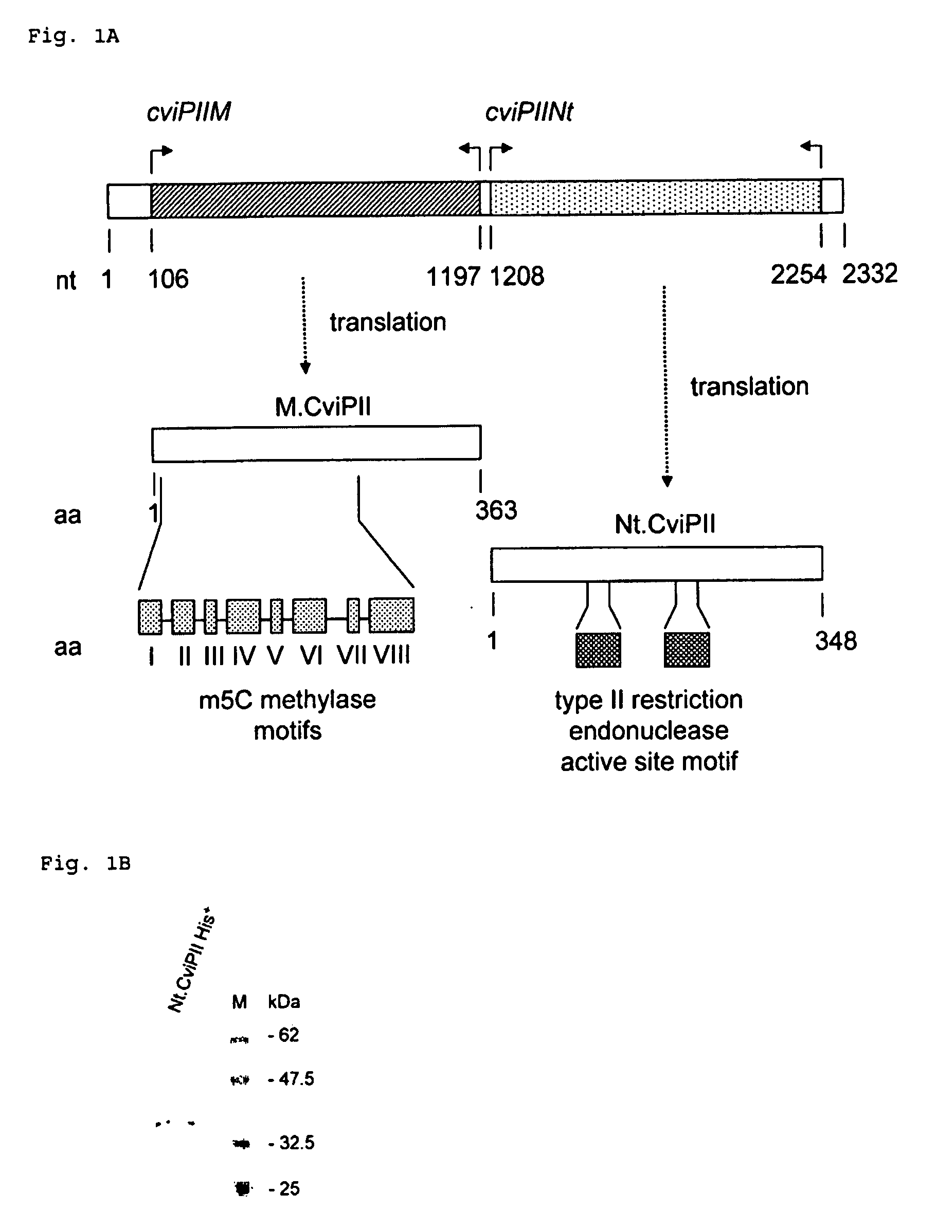 Recombinant Dna Nicking Endonuclease and Uses Thereof