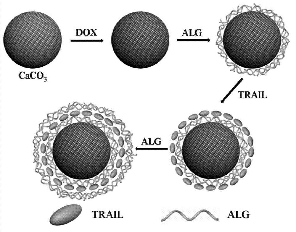Biocompatible nano composite drug carrier with synergistic anti-tumor effect, drug with synergistic anti-tumor effect and preparation methods of biocompatible nano composite drug carrier and drug