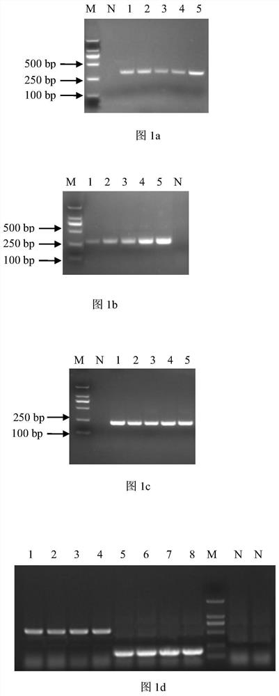 Nano-PCR kit for simultaneous detection of enterohemorrhagic Escherichia coli O45 and O145 and its application