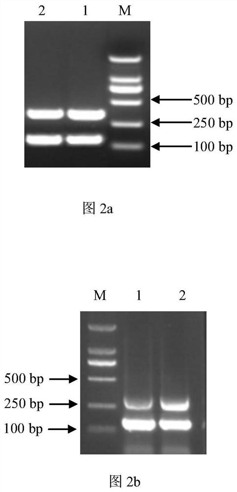 Nano-PCR kit for simultaneous detection of enterohemorrhagic Escherichia coli O45 and O145 and its application