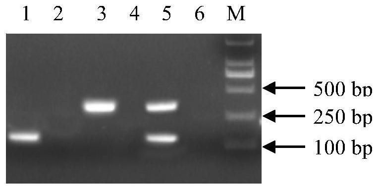 Nano-PCR kit for simultaneous detection of enterohemorrhagic Escherichia coli O45 and O145 and its application