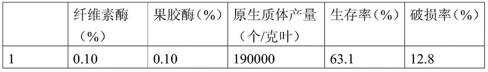 Method for inducing homozygous tetraploid plant from protoplast of Cichorium intybus L.