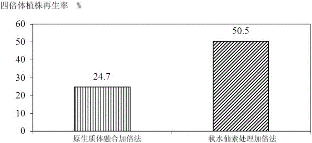 Method for inducing homozygous tetraploid plant from protoplast of Cichorium intybus L.