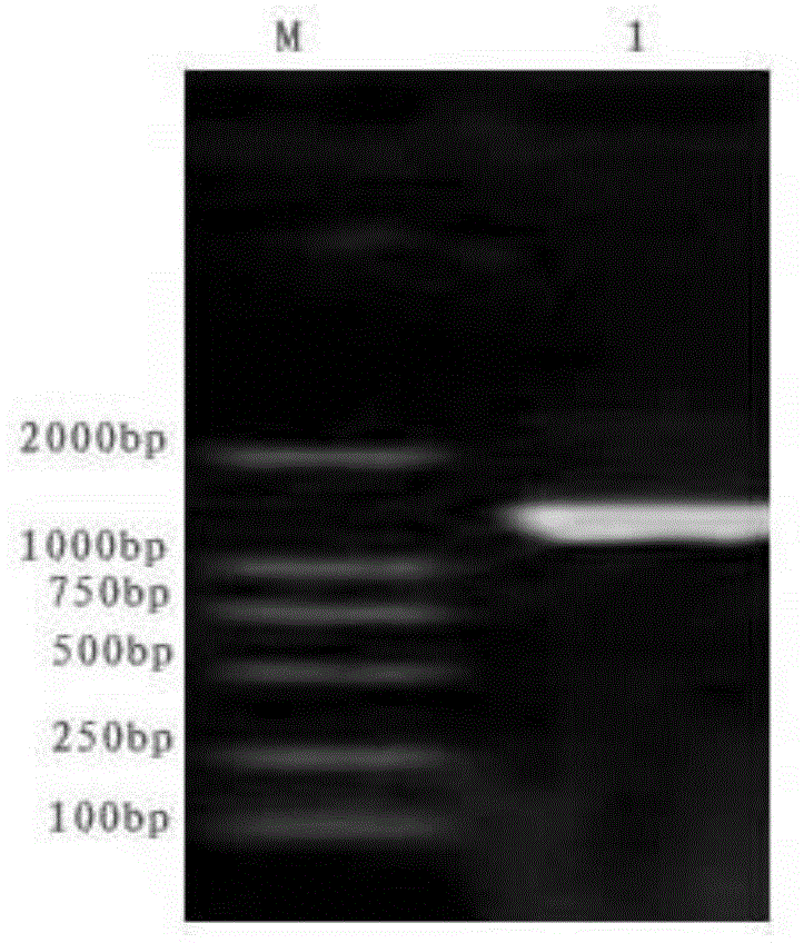 Glutamic acid decarboxylase recombinant plasmid as well as construction method and application thereof