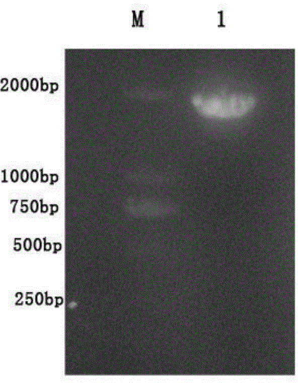 Glutamic acid decarboxylase recombinant plasmid as well as construction method and application thereof