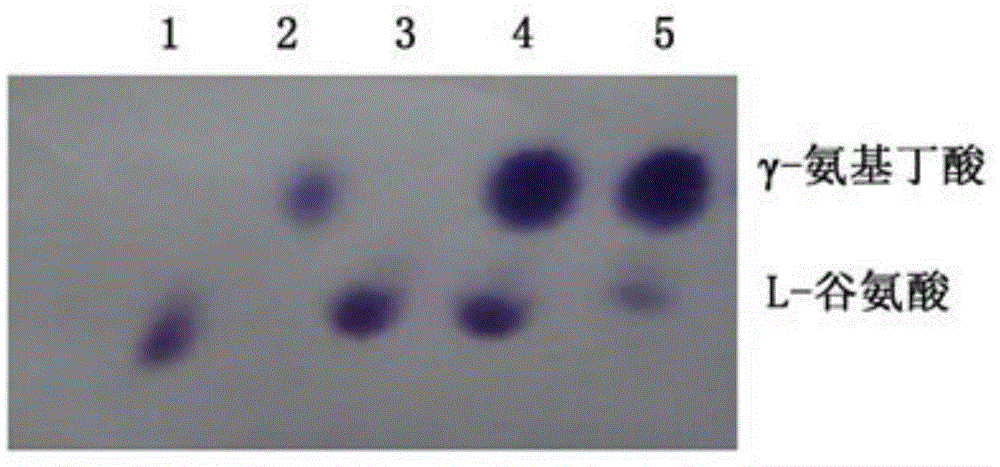 Glutamic acid decarboxylase recombinant plasmid as well as construction method and application thereof