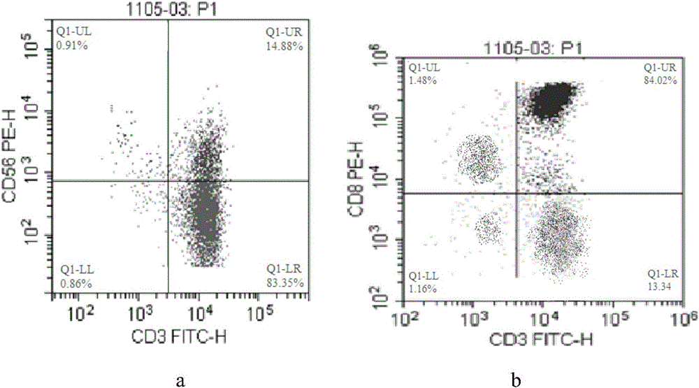 cik cell and its culture method and application