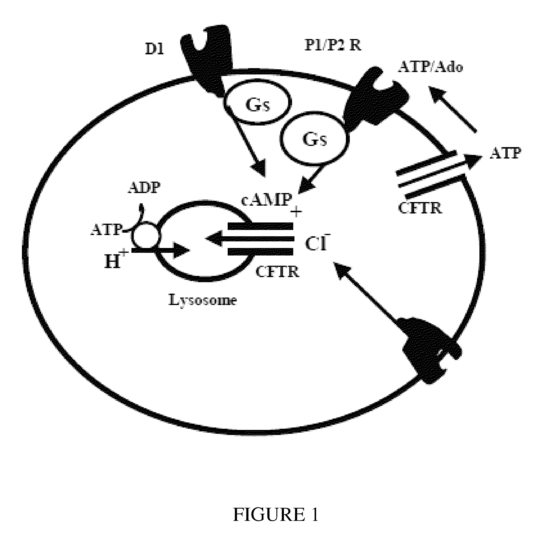 Method for treatment of macular degeneration by modulating P2Y12 or P2X7 receptors