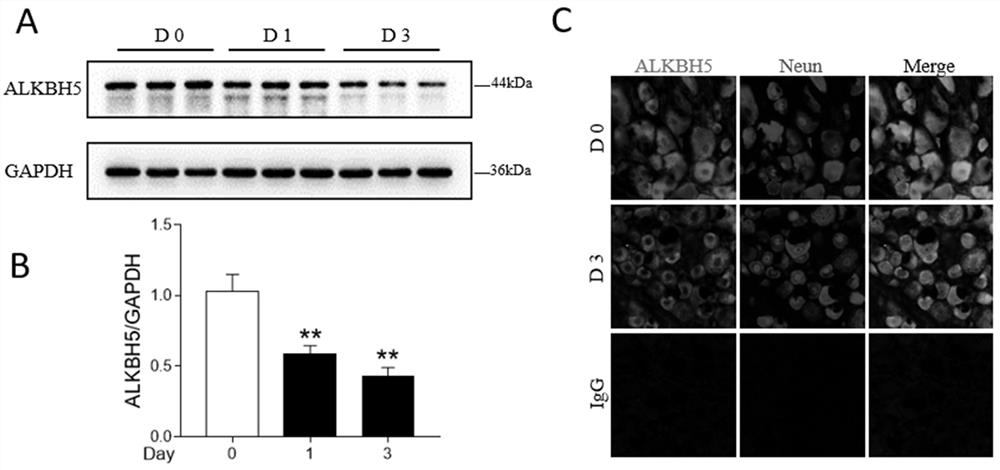 Application of m6a modification-related gene alkbh5 in promoting nerve axon repair