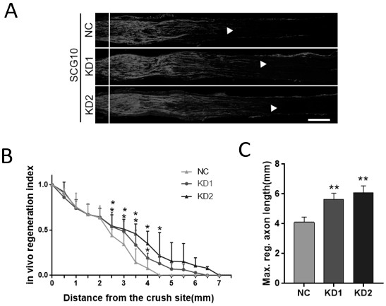 Application of m6a modification-related gene alkbh5 in promoting nerve axon repair