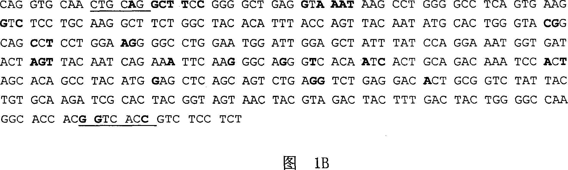 Antibody of anti human CD20 from human resources functionally, and application