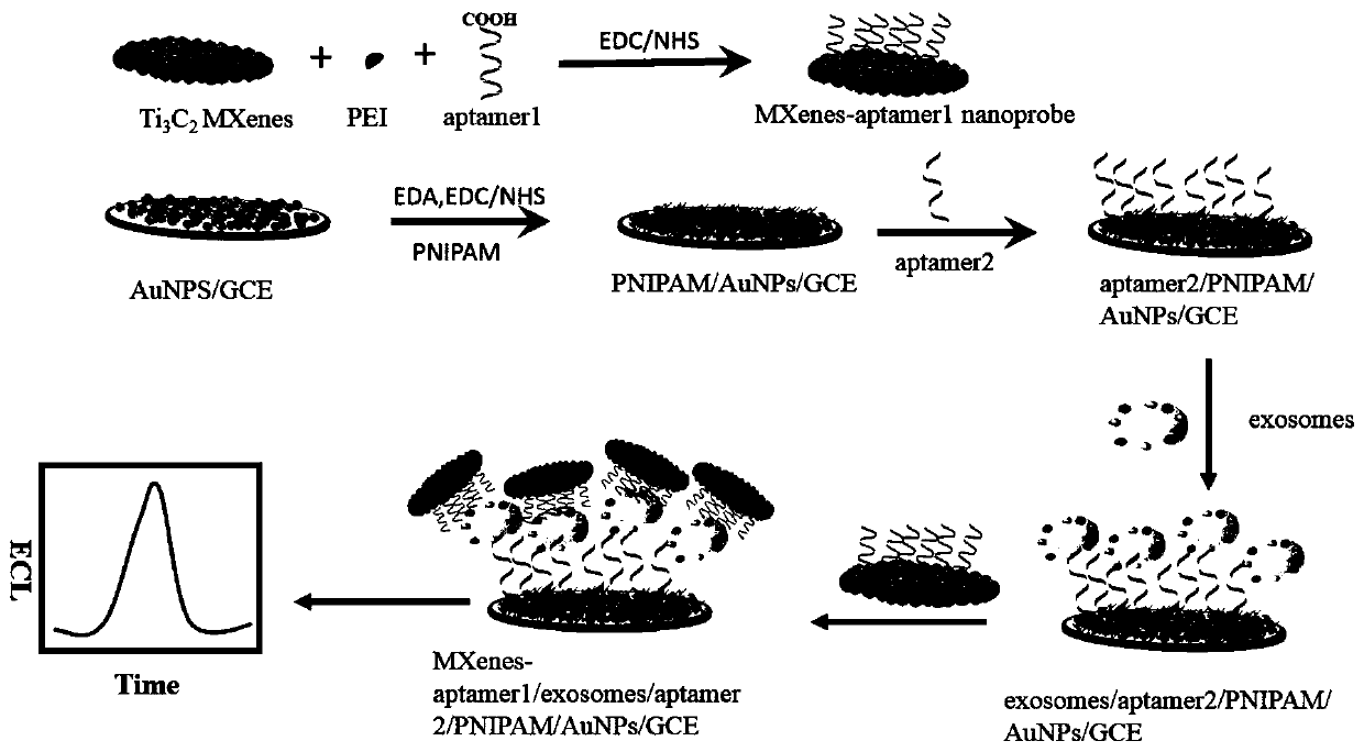 A biosensor and preparation method based on three-titanium carbide two-dimensional metal carbide catalyzed luminol electrochemiluminescence probe