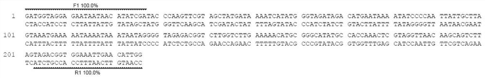 A standard gene sequence of kudzu dna barcode and its application
