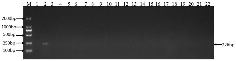 A standard gene sequence of kudzu dna barcode and its application