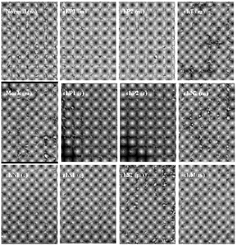 Method for designing siRNA (Small Interfering Ribonucleic Acid) molecule resisting RNA virus