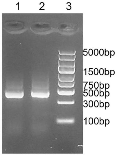 Nanobody GN2 composed of variable region of heavy chain antibody and preparation method and application of nanobody GN2
