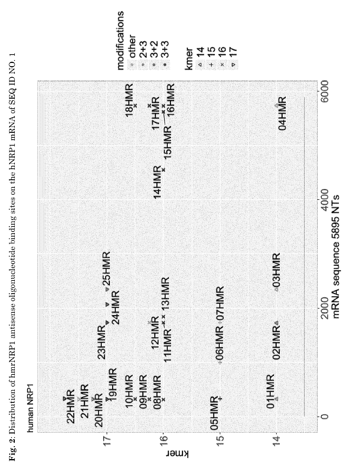 Oligonucleotides inhibiting the expression of nrp1