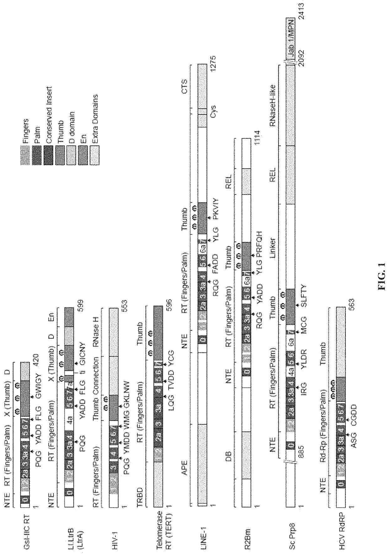 Non-LTR-retroelement reverse transcriptase and uses thereof