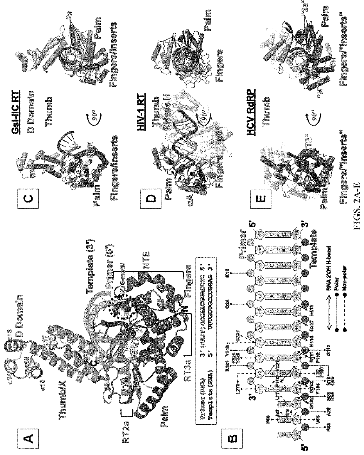 Non-LTR-retroelement reverse transcriptase and uses thereof