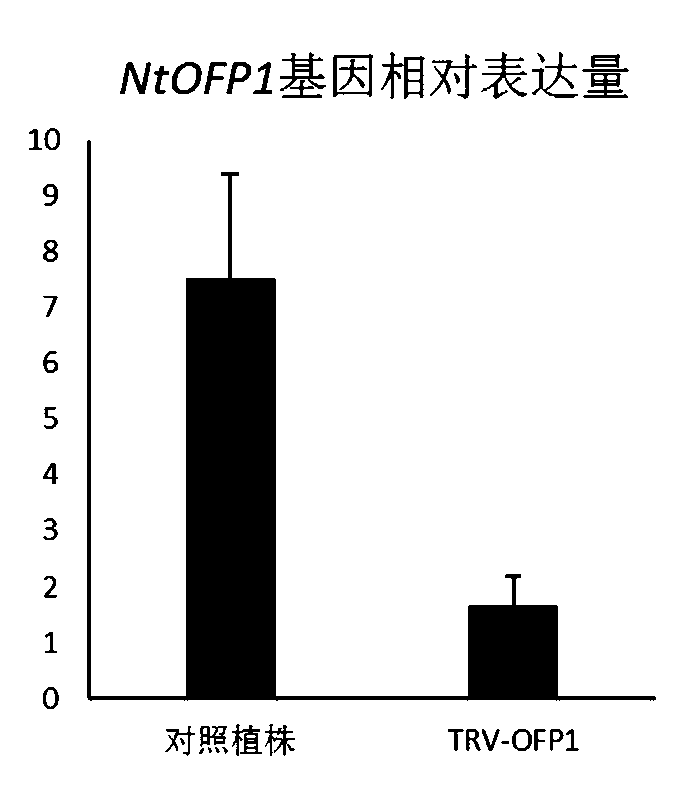 Tobacco transcription repressor protein OFP1 and application thereof