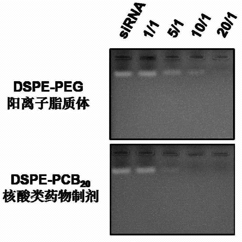 Novel cationic liposome nucleic acid pharmaceutical preparation as well as preparation method and application thereof