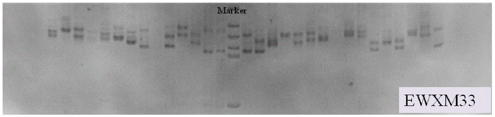 Primer group, marking method and application of EST-SSR (Expressed Sequence Tag-Simple Sequence Repeats) molecular marker of macrobrachium nipponense