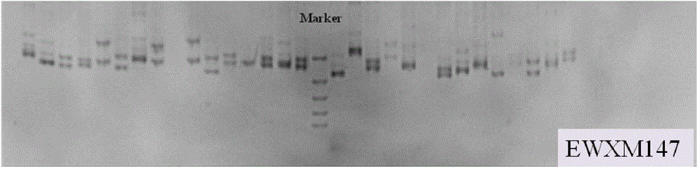 Primer group, marking method and application of EST-SSR (Expressed Sequence Tag-Simple Sequence Repeats) molecular marker of macrobrachium nipponense