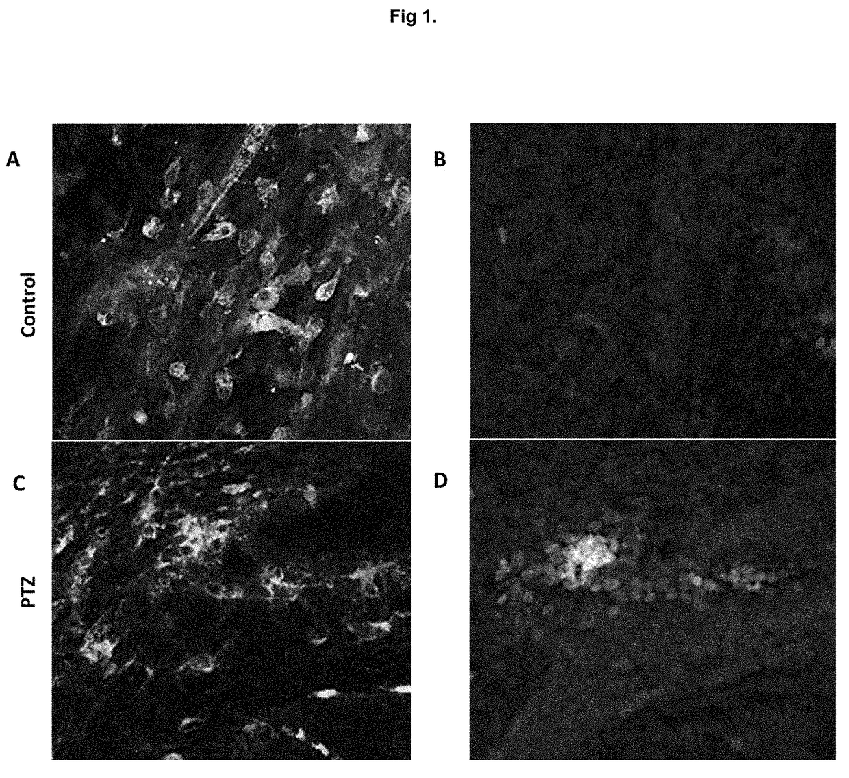 Selective connexin hemichannels blockers for the treatment of epilepsy